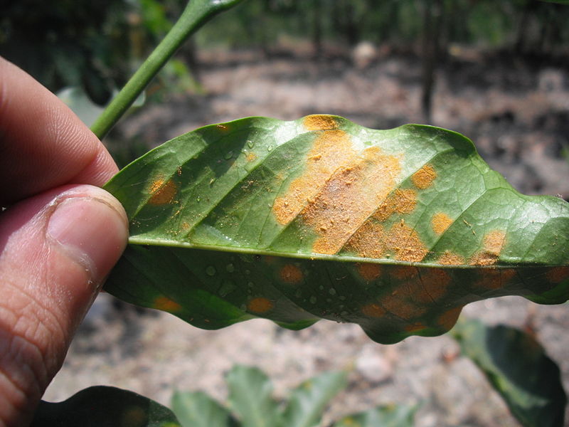 Rust on the underside of a coffee leaf.
