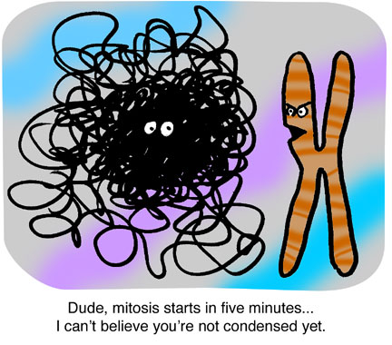 Ed Himelblau: Mitosis Started