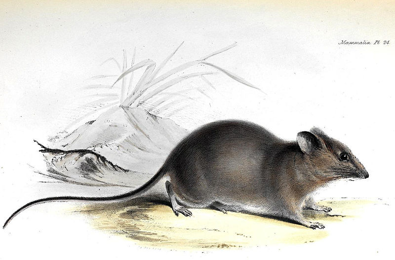 Galapagos Rice-Rat from 'The Zoology of the Voyage of H.M.S. Beagle'. This media file is in the public domain in the United States. This applies to U.S. works where the copyright has expired, often because its first publication occurred prior to January 1, 1923.