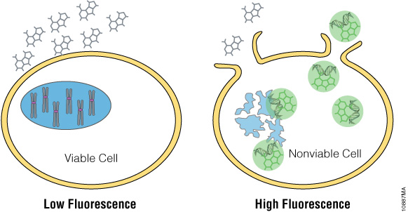 CellTox™ Green Dye is excluded from viable cells, but it binds to DNA from cells with compromised membrane integrity.