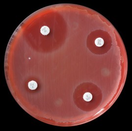 Antibiotic Disk