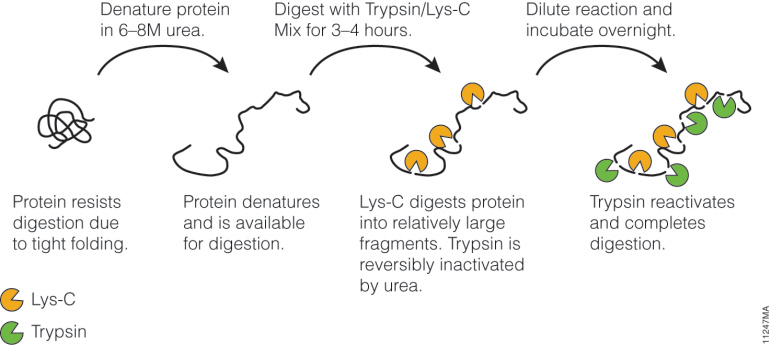 Digestion of proteolytic-resistant proteins. Trypsin/Lys-C Mix improves overall digestion due to Lys-C’s tolerance to denaturing conditions.