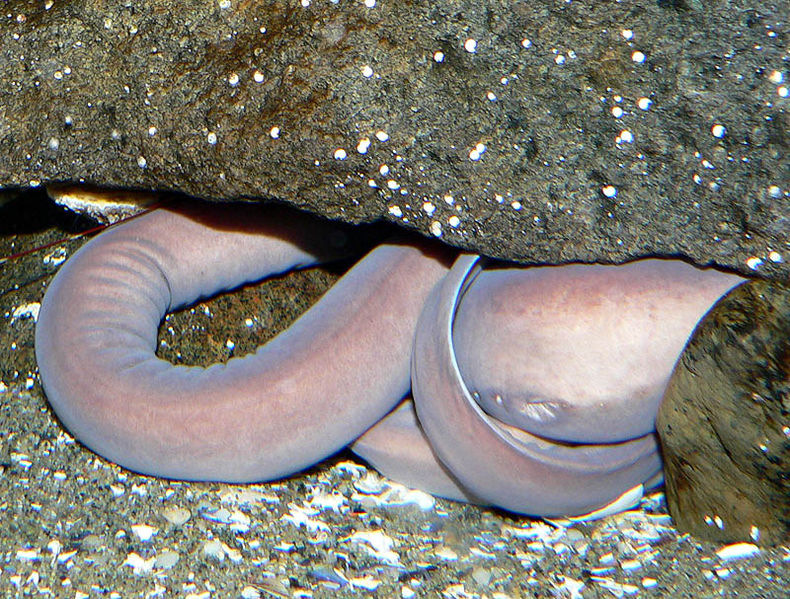 hagfish