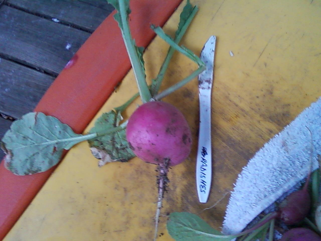 huge radish