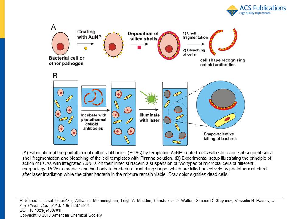 Colloid antibody preparation. Image used with permission from the Journal of the American Chemical Society.