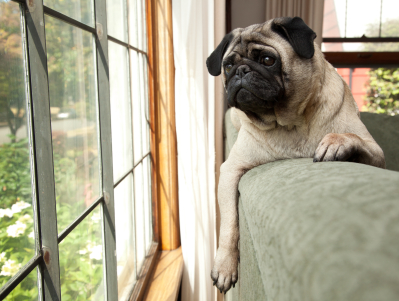 The initial paper from the Wild Life in Our Homes study by Dunn et al. found a correlation between the presence of dogs and specific bacterial communities on pillowcases and TV screens.