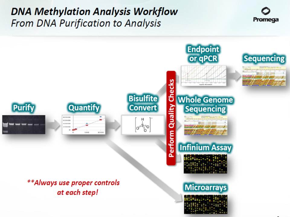 methyledge seminar