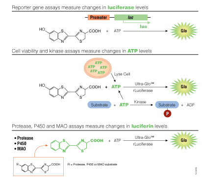 schematic showing three strategies for creating bioluminescent assays