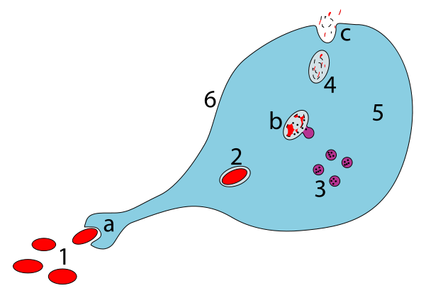 Schematic of a macrophage engulfing, digesting and presenting parts of a pathogen or foreign cell to the cell surface.