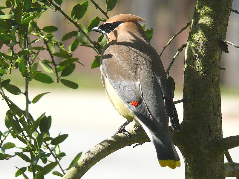 Cedar Waxwing at rest.