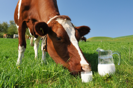 Cow with milk.