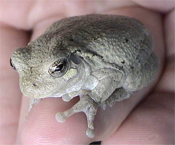 Hyla versicolor (Copes grey treefrog) Photo credit: LA Dawson wikipedia