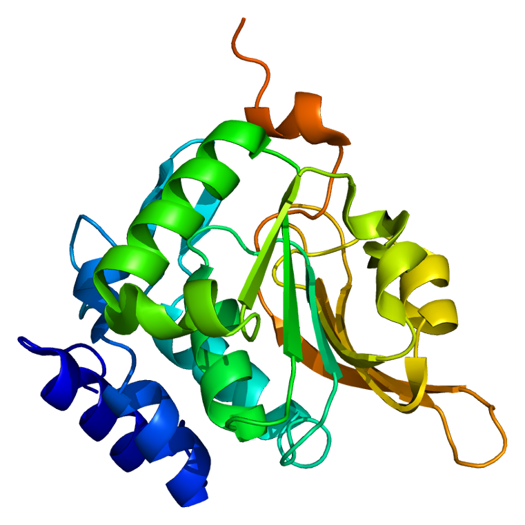 Structure of the PCMT1 protein. Based on PyMOL rendering of PDB 1i1n. Licensed under creative commons http://creativecommons.org/licenses/by-sa/3.0/deed.en