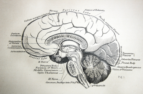 A cross-section of brain regions.