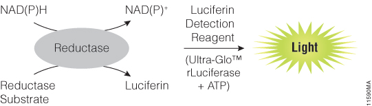 NAD(P)H-Glo™ Assay Mechanism