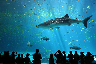 Whale shark at the Georgia Aquarium. By Zac Wolf (Own work) (http://commons.wikimedia.org/wiki/File:IMG_1023.jpg), via Wikimedia Commons