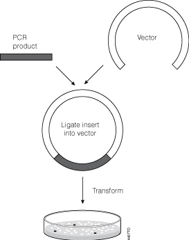 Ligation and cloning