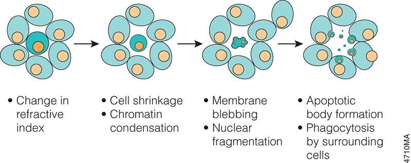 Apoptosis morphology