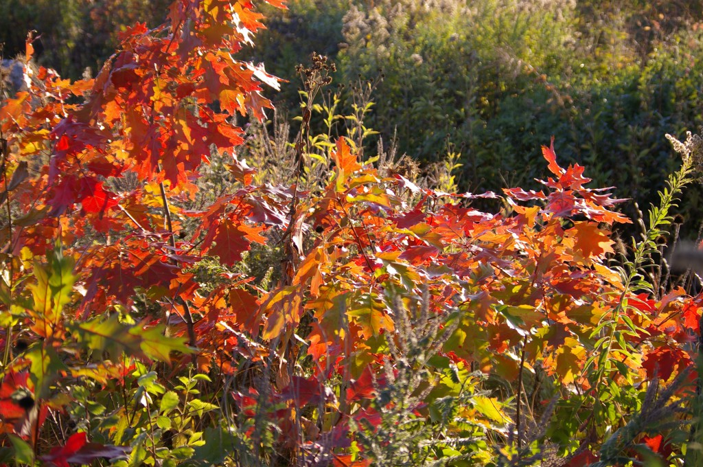 Trees and plants in full color demonstrating the chemistry of autumn colors