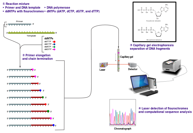 Diagram of Sanger dideoxy sequencing. (Courtesy  of Wikipedia and Estevez, J.)