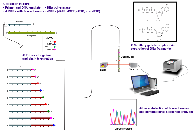 Diagram of Sanger dideoxy sequencing. (Courtesy  of Wikipedia and Estevez, J.)