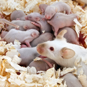 baby mice