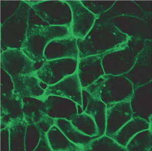 HEK293 cells stably expressing HaloTag®-ECS (ExtraCellular Surface; comprised of a signal sequence and single transmembrane domain of β1-integrin) fusion protein labeled with HaloTag® Alexa Fluor® 488 Ligand and then imaged.