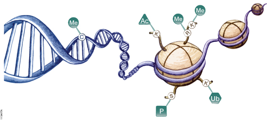 DNA wrapping around histones in a bead and chain-like fashion.