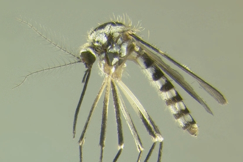 Tree Hole Mosquito. Photo credit Peter J. DeVries (GeoSpecies Database) Creative Commons 3.0 License