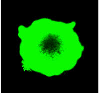 3D Cell Culture Spheroid