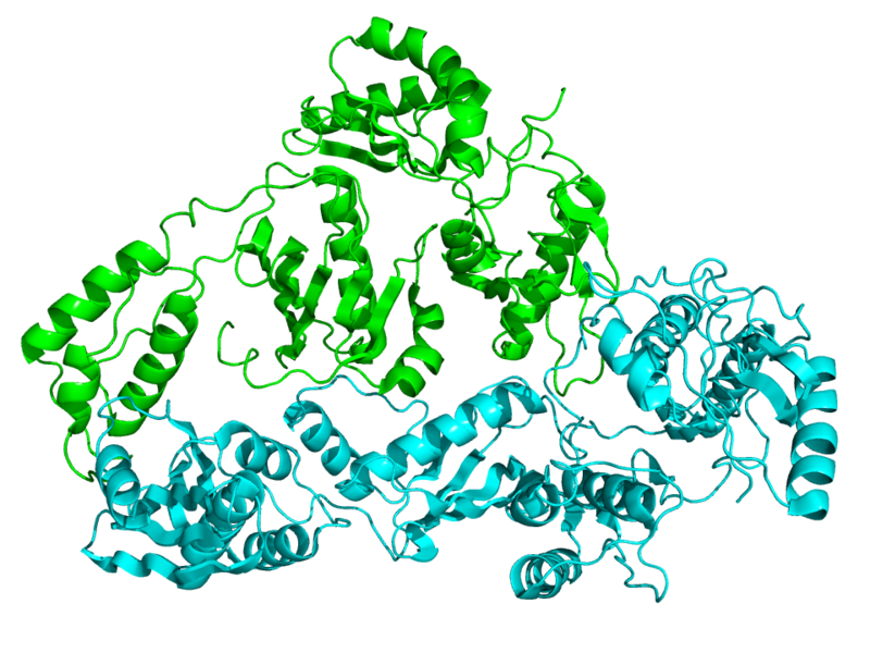 Crystallographic structure of HIV reversed transcriptase. Wikimedia Commons
