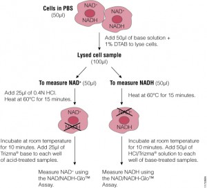 Promega NAD/NADH-Glo system and how to prepare samples for identification of NAD or NADH.