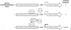 Assay principle for CheckMate™ Mammalian Two-Hybrid System.