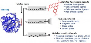 Caption: HaloTag® ligands are available in many versions from fluorescent groups with a variety of characteristics to HaloTag® surfaces or reactive ligands that provide the ability to attach the chloroalkane ligand to the functional group of your choice.
