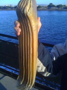 The bristly baleen filter feeding system.