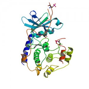 Crystal structure of Polyhistidine tagged recombinant catalytic subunit of cAMP-dependent protein kinase. Credit: StructureID=1fmo; DOI=http://dx.doi.org/10.2210/pdb1fmo/pdb;