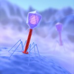 Illustration showing phage on the surface of a bacterial cell.