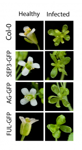 Flowers produced from health (left) and AY-WB-infected (right) Arabidopsis lines approximately 4 weeks postinoculation. Photo credit: MacLean, A. M. PLOS Biology 2014. 12, e1001835 http://pmid.us/24714165