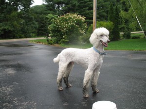 The results of wading only, but this guy still needs a rinse to be safe.