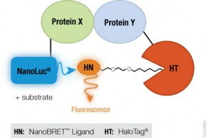 NanoBRET™ Technology