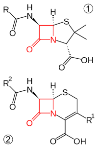 Beta lactam ring structure in 1) Penicillin and 2) Cephalosporin. Image Credit: By Fvasconcellos 19:02, 23 October 2007 (UTC) (Own work) [Public domain], via Wikimedia Commons from Wikimedia Commons.