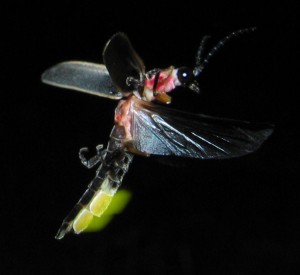 A Photinus sp. firefly with glowing lantern. Image from art farmer, Indiana. http://commons.wikimedia.org/wiki/File:Photinus_pyralis_Firefly_glowing.jpg#mediaviewer/File:Photinus_pyralis_Firefly_glowing.jpg