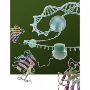 3D sketch of coupled transcription/translation in a cell free system. A recent paper looks at the effect of DNA Template Length  on gene expression.