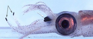 Abraliopsis squid with photophores on lower tentacles. Image by Richard E. Young      license: http://creativecommons.org/licenses/by-nc/3.0/legalcode .