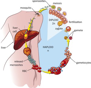 Life cycle of the Malaria parasite.