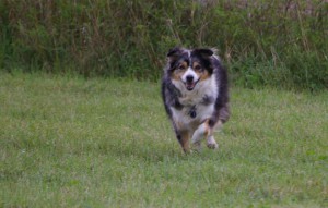 Not a wolf, this dog is an Australian shepherd.