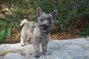 Also not a wolf. This dog is a Cairn Terrier.