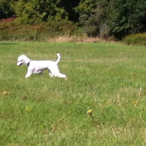 Also not a wolf, this is "Dos", hunting a mouse.
