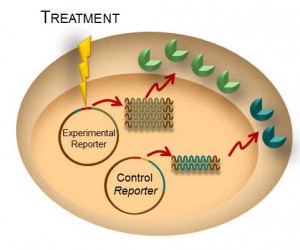 Dual-Reporter-Assay