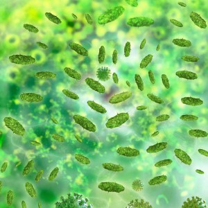 microbiome studies show how bacterial colonists influence health